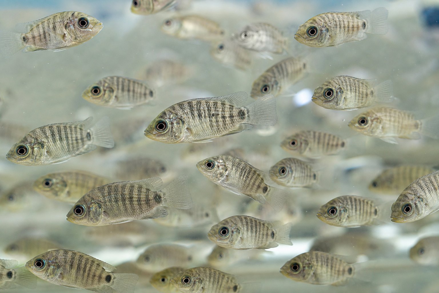 Benih ikan tilapia dalam air jernih